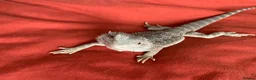 Bearded Dragon reptiles for sale: Bearded dragon  - Advert 1