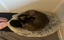 Miniature Dachshund dogs for sale: Little Legs, Big Hearts, Miniature Dachshunds x - Image 2