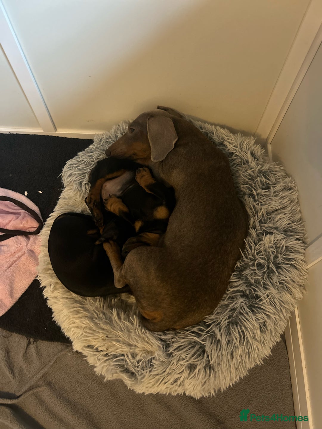 Miniature Dachshund dogs for sale: Little Legs, Big Hearts, Miniature Dachshunds x - Image 2