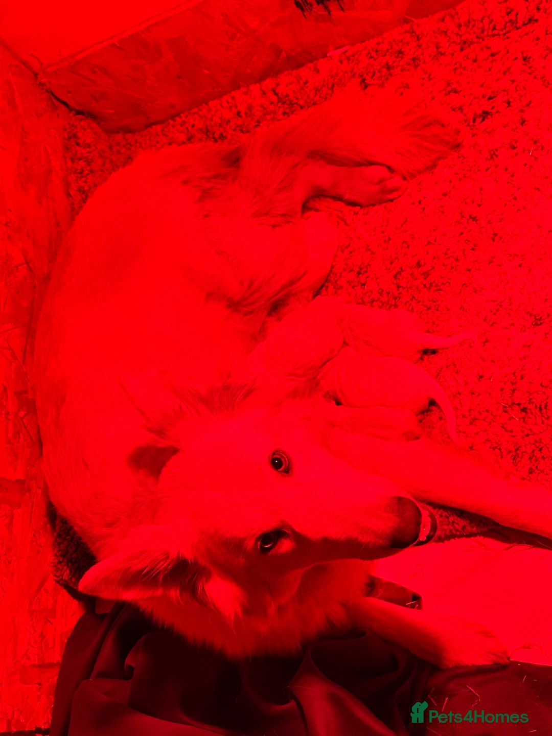 German Shepherd dogs for sale: LAST ONE KC REG STRAIGHT BACKED FULL WHITE GSD PUP - Advert 7