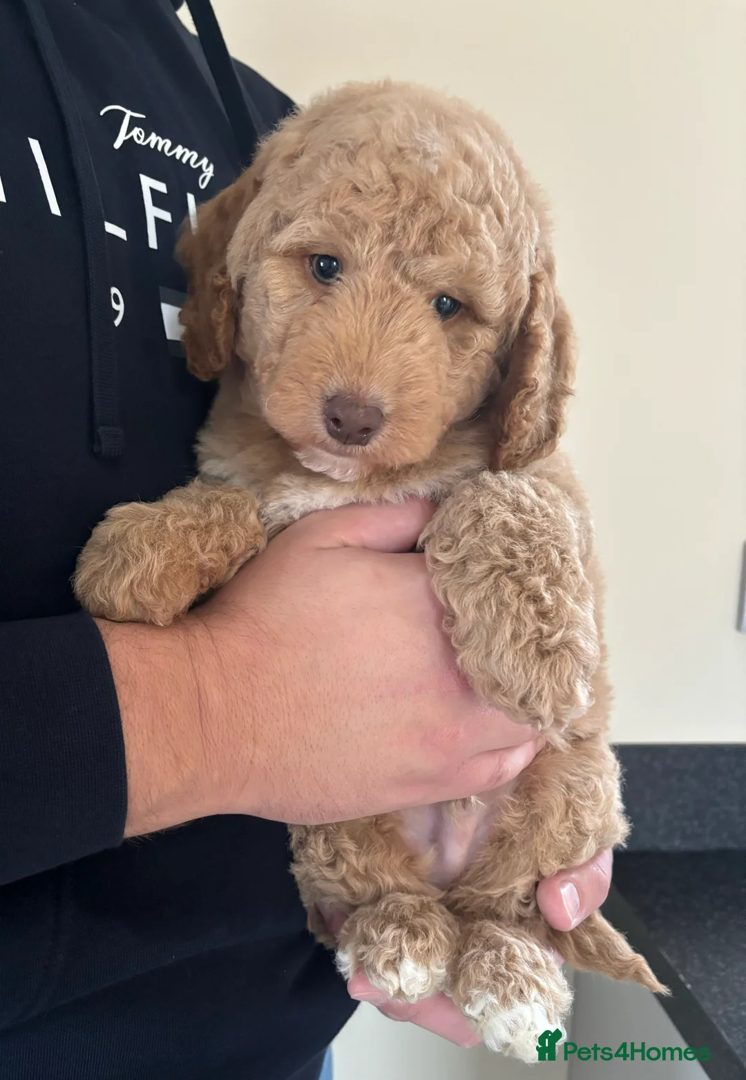 Labradoodle dogs for sale: Miniature Labradoodle puppies - Advert 11