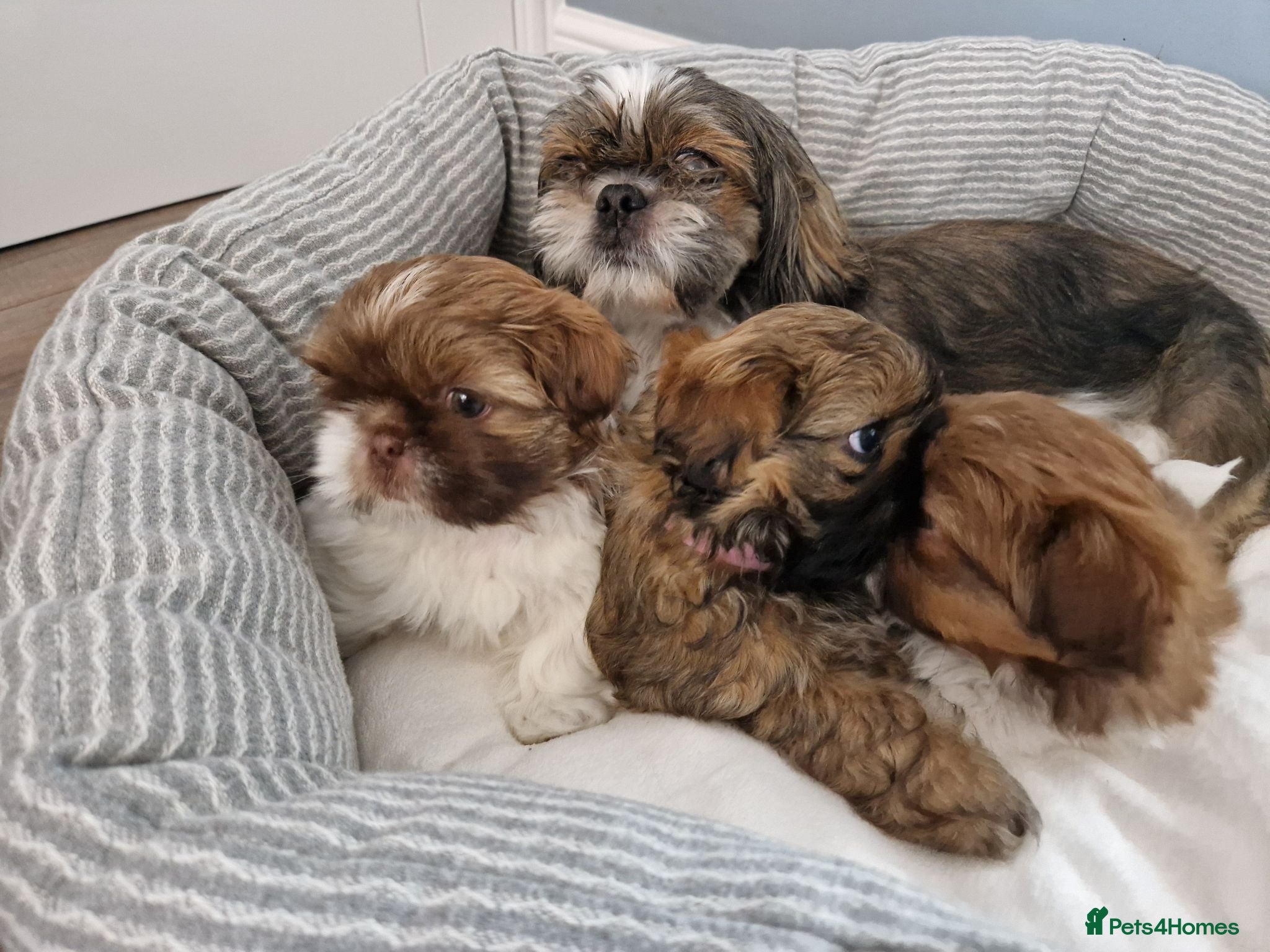 Shih Tzu dogs Shih tzu puppies looking for their forever home. - Advert 1