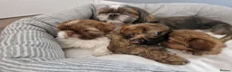 Shih Tzu dogs for sale: Shih tzu puppies looking for their forever home. in Leeds - Advert 13