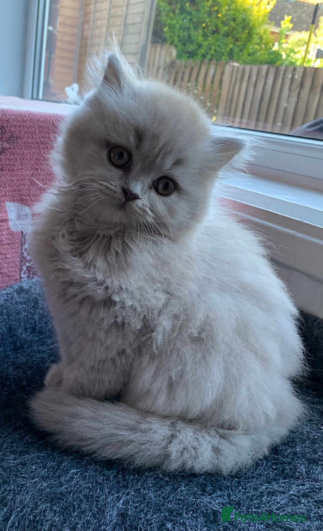 British Longhair cats for sale: BRIRISH long hair kittens - Image 8