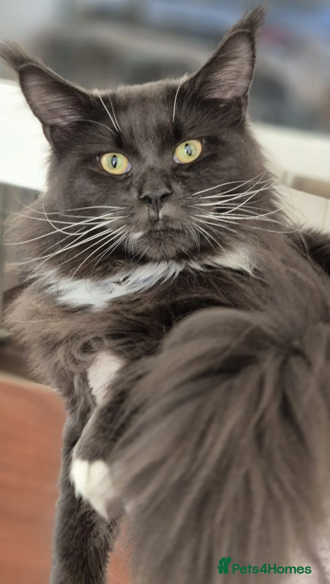Maine Coon cats for sale: Blue tux gccf Maine Coon for sale  - Advert 1