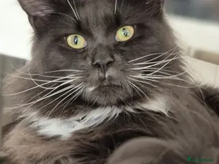 Maine Coon cats Blue tux gccf Maine Coon for sale - Advert 1