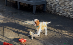 Cavalier King Charles Spaniel dogs for sale: Cavalier King Charles  - Image 19