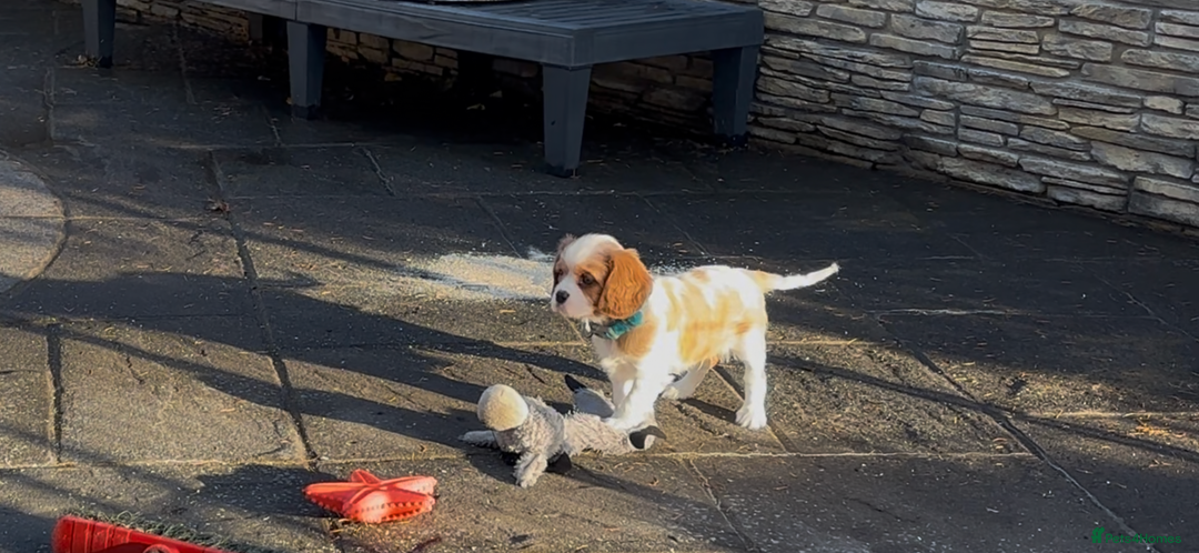 Cavalier King Charles Spaniel dogs for sale: Cavalier King Charles  - Image 19