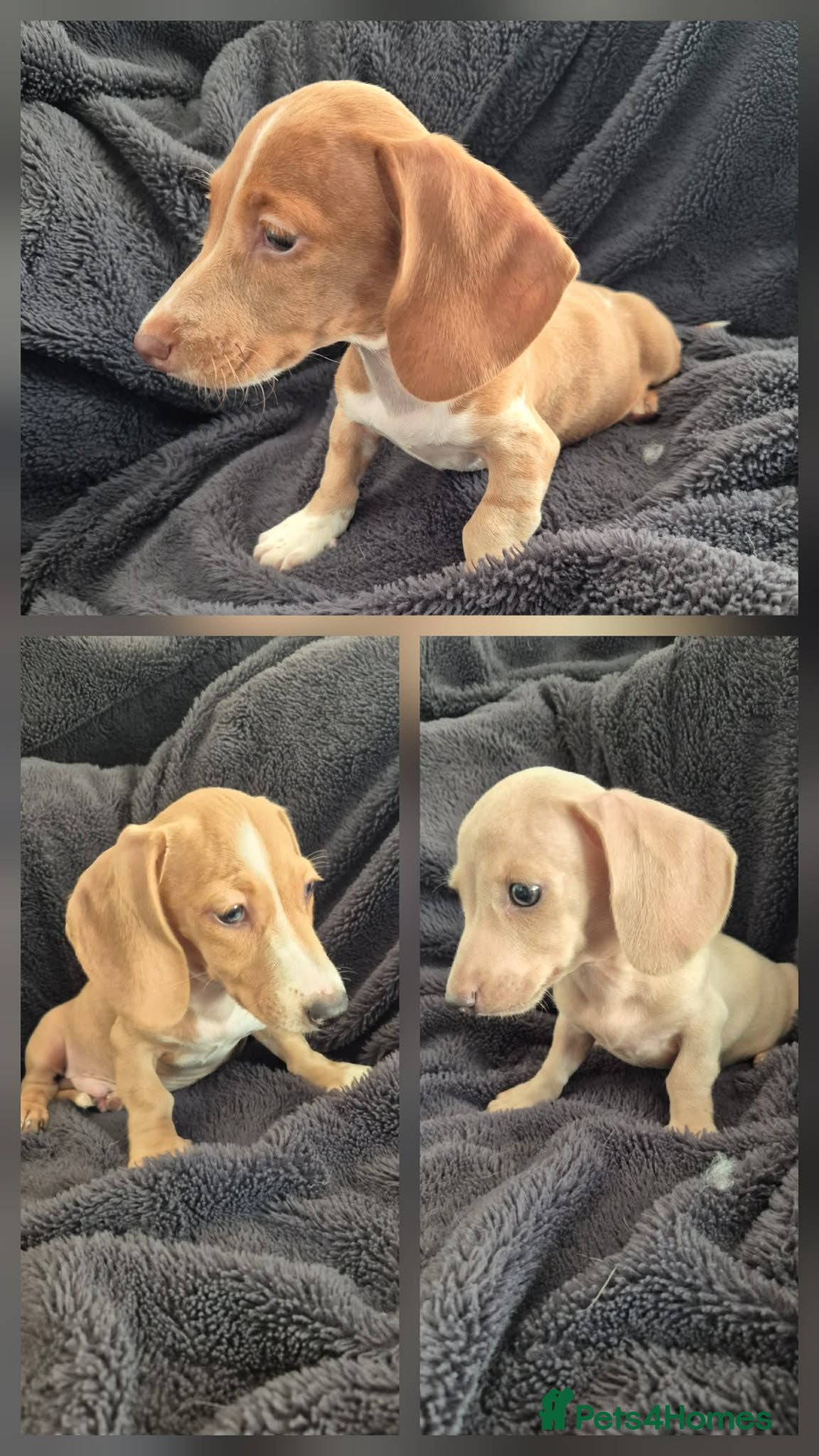 Miniature Dachshund dogs 3x Dachshund boys ready NOW - Advert 1