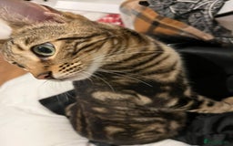 Bengal cats for sale: Molly  - Advert 1