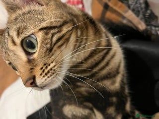 Bengal cats Molly - Advert 1