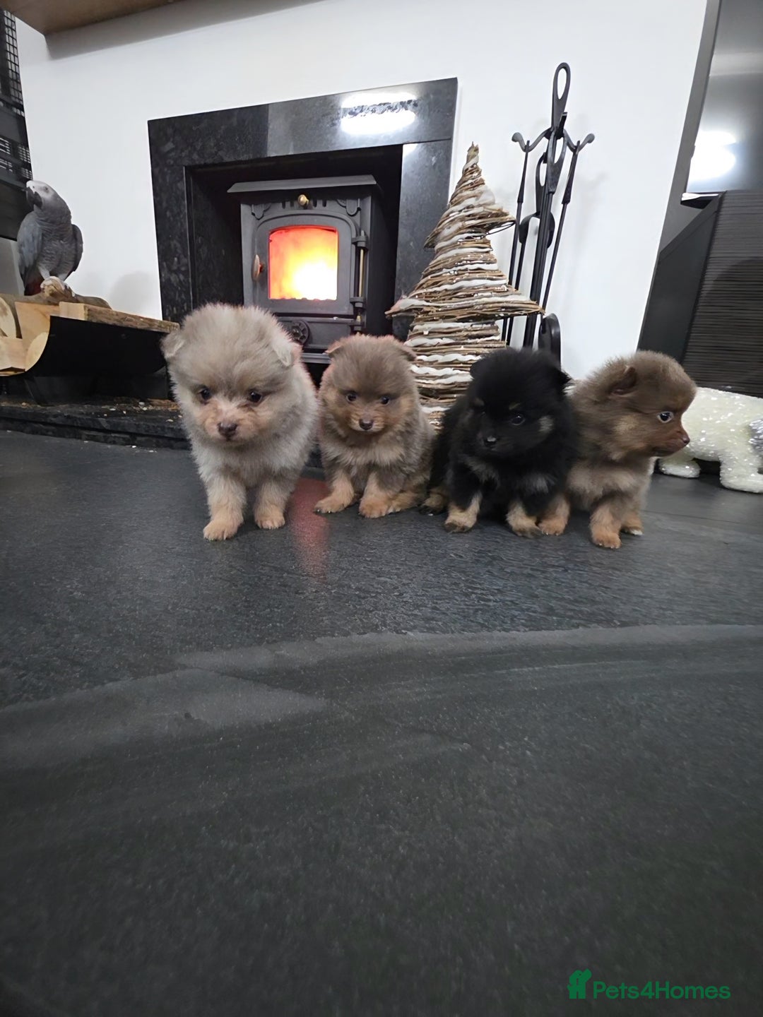 Pomeranian dogs for sale: Beautiful pomeranian puppies  - Advert 3