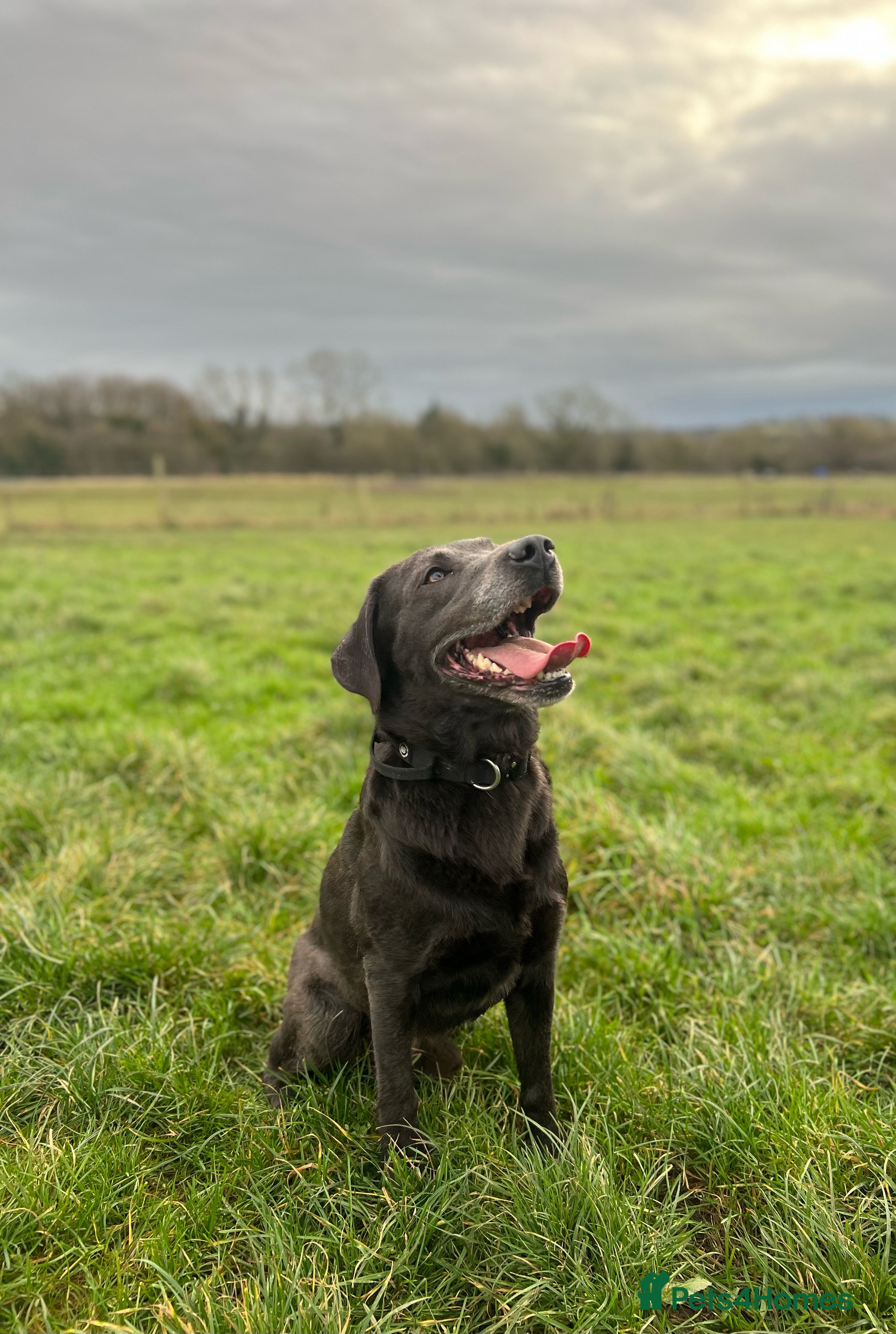 Labrador Retriever dogs KC Registered Labrador Charcoal Male - Advert 1