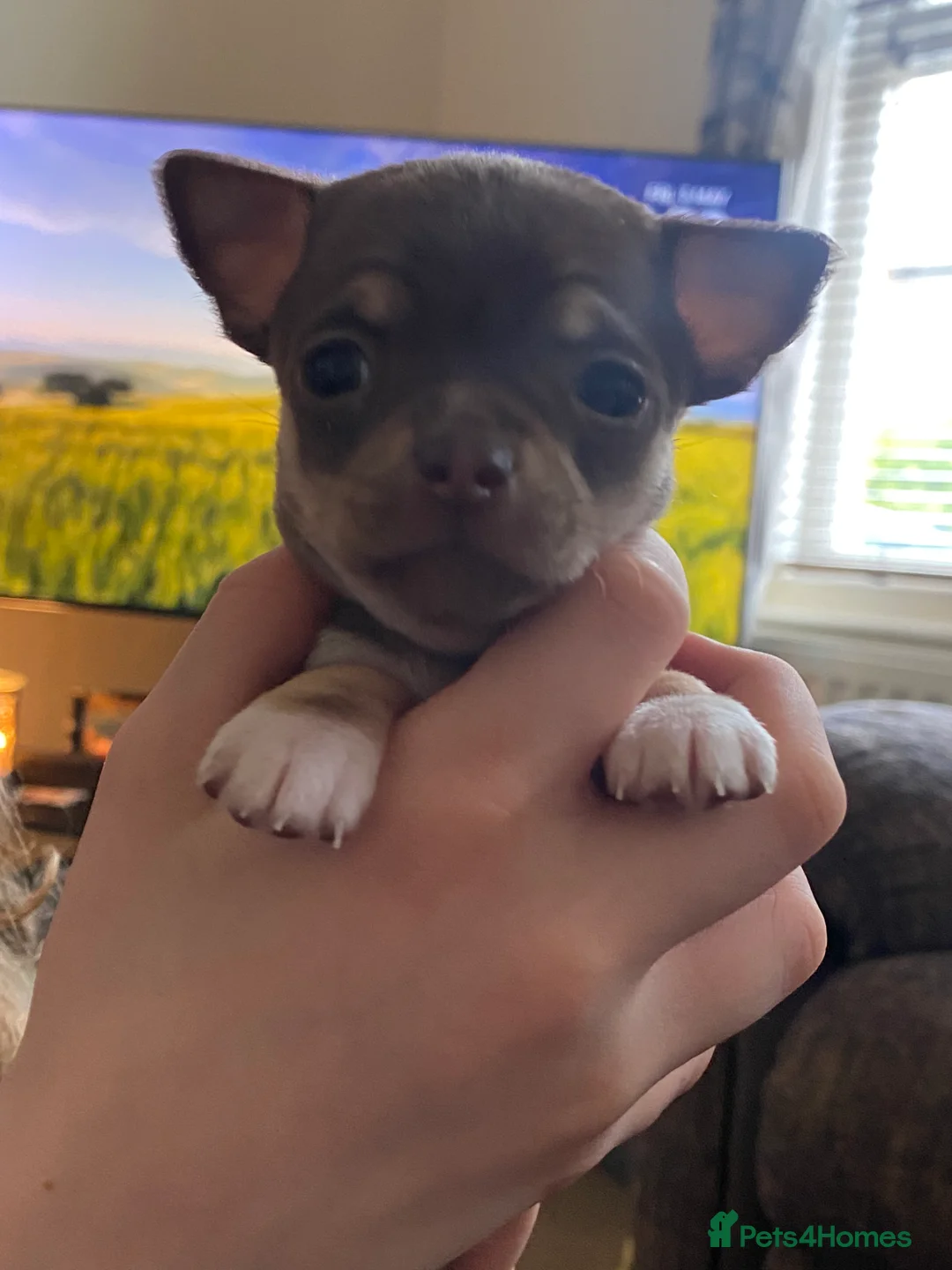 Chihuahua dogs for stud: Reggie the chocolate chi for stud in Ipswich - Advert 7