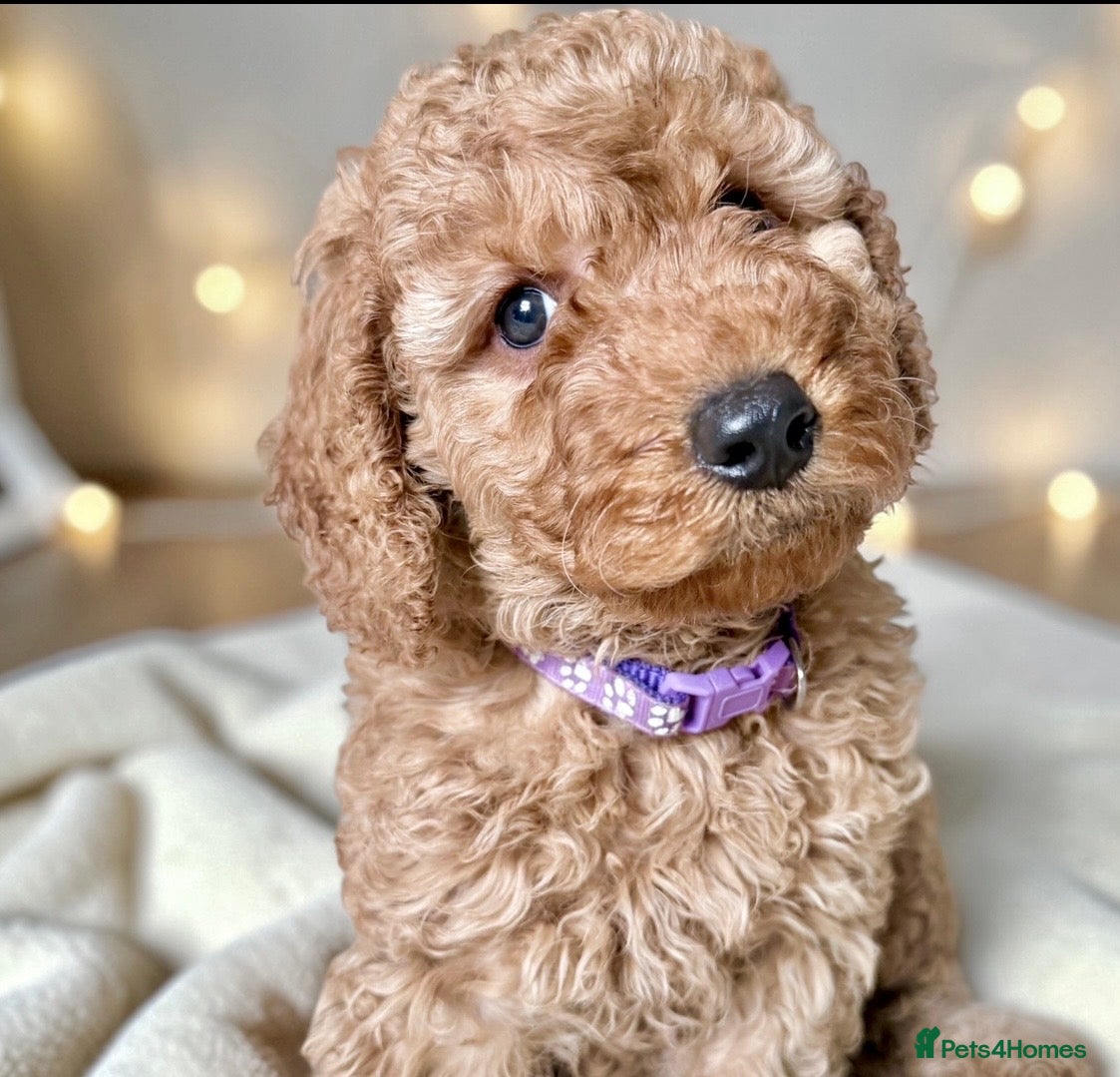 Cockapoo dogs Extensively DNA  Heath checked cockapoo puppies  - Advert 7