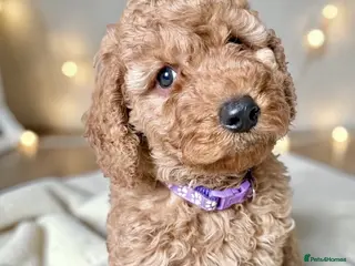 Cockapoo dogs Extensively DNA Heath checked cockapoo puppies - Advert 7