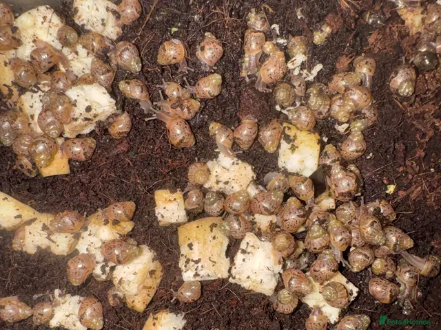 Snails invertebrates Giant African Land Snails - Advert 1