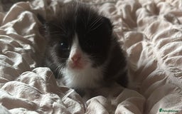 Mixed Breed cats for sale: Cute kittens  - Image 2