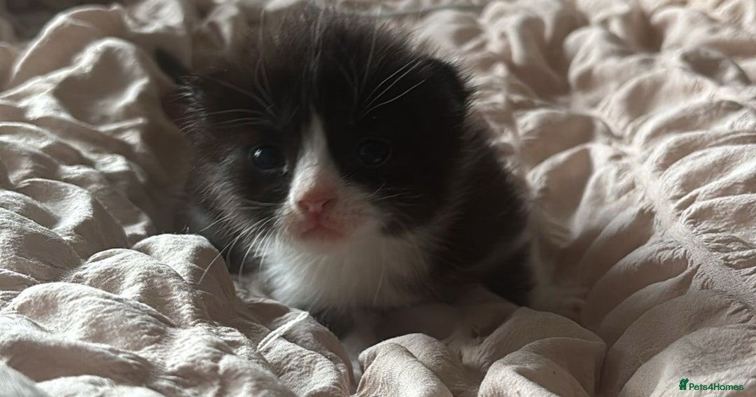 Mixed Breed cats for sale: Cute kittens  - Image 2