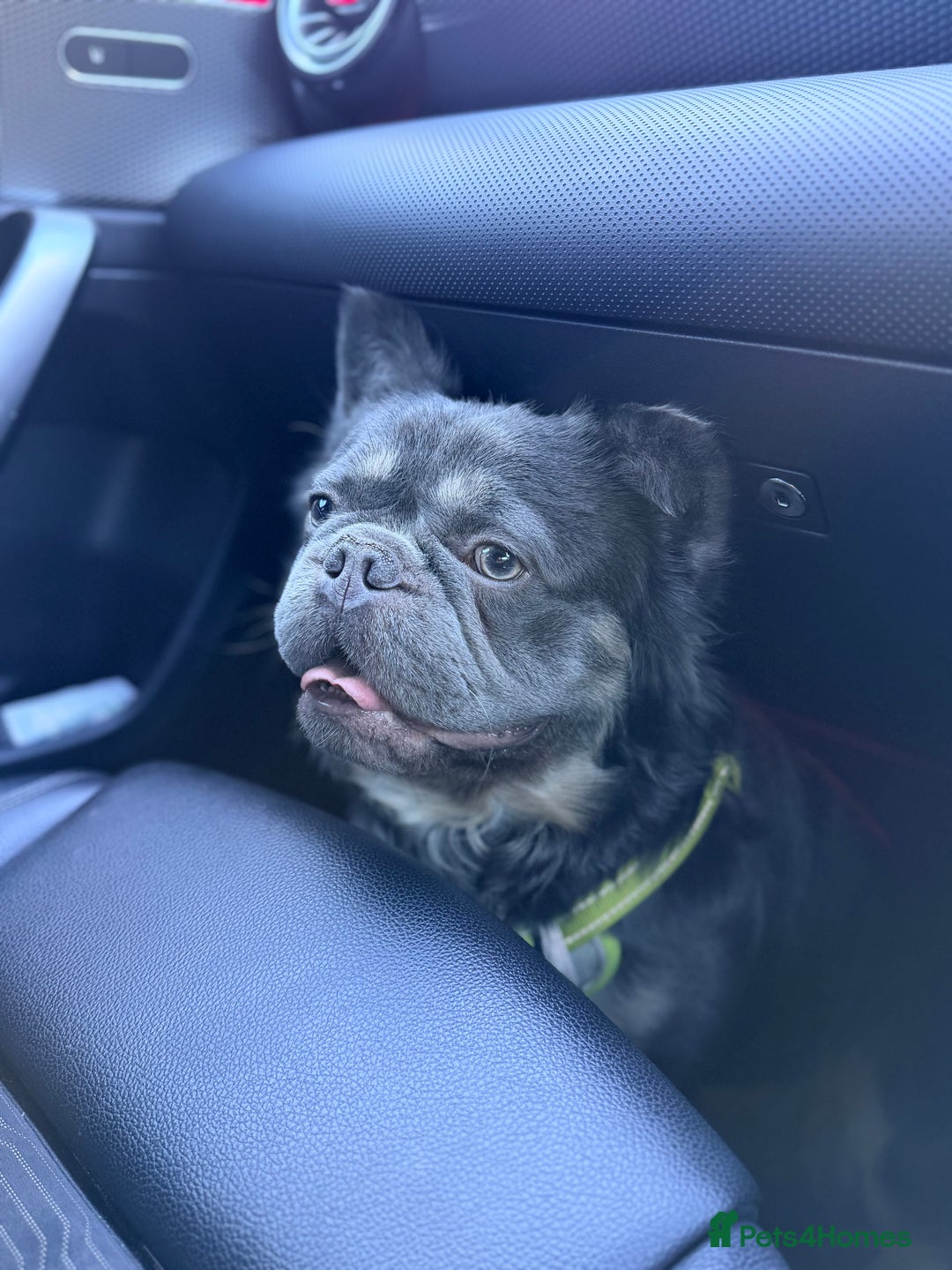 French Bulldog dogs for sale: Fluffy frenchie  - Advert 6