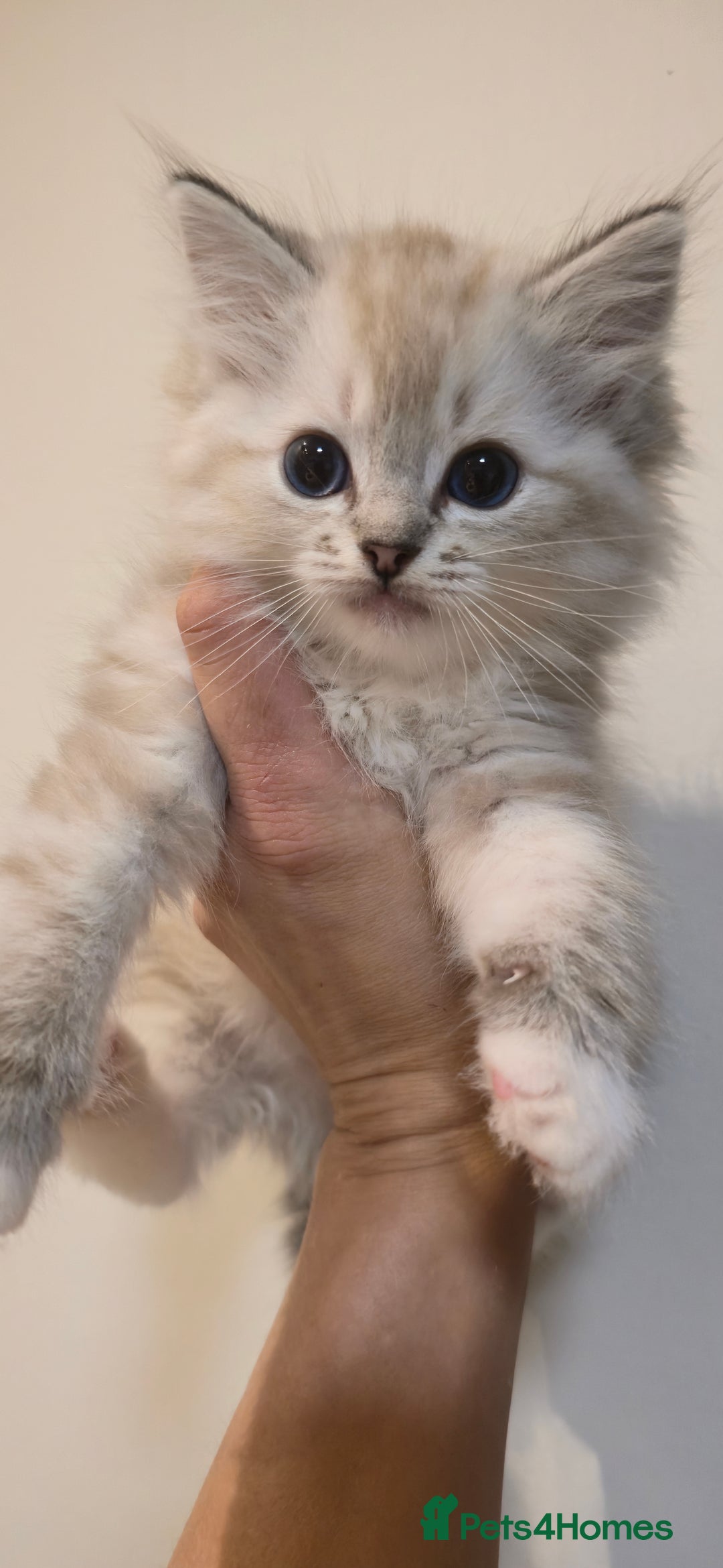 Ragdoll cats for sale: Pedigree Tica Boys Ragdoll  - Image 3
