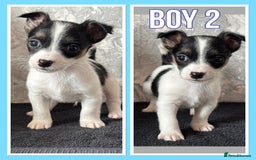 Mixed Breed dogs for sale: Bichon yorkie x miniature Jack Russell  - Image 6