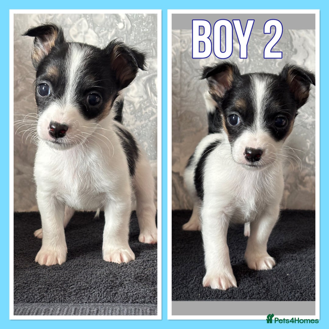 Mixed Breed dogs for sale: Bichon yorkie x miniature Jack Russell  - Image 6