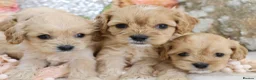 Cavapoo dogs for sale: *HEALTH TESTED*  F1 Cavapoos - Advert 19