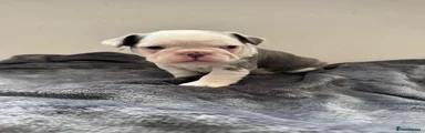 Tyler