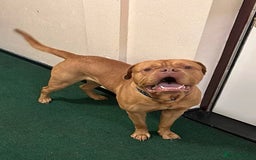 Dogue De Bordeaux dogs for sale: 3 year old male Dogue De Bordeaux  - Image 2