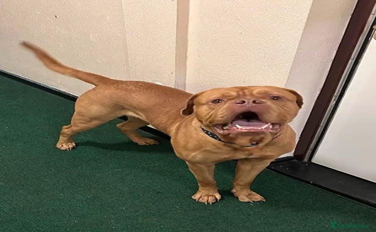 Dogue De Bordeaux dogs - Advert 1