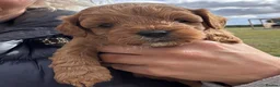 Cavapoo dogs for sale: F2 Cavapoo Puppies  in York - Advert 6