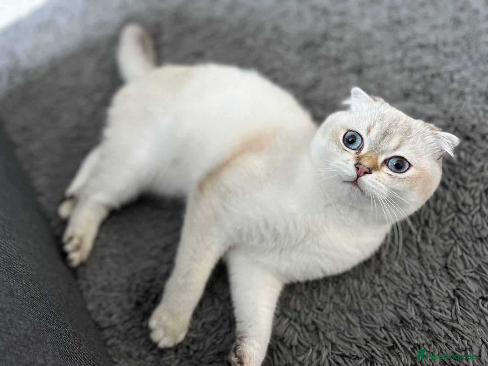 Scottish Fold cats Scottish fold - Advert 12