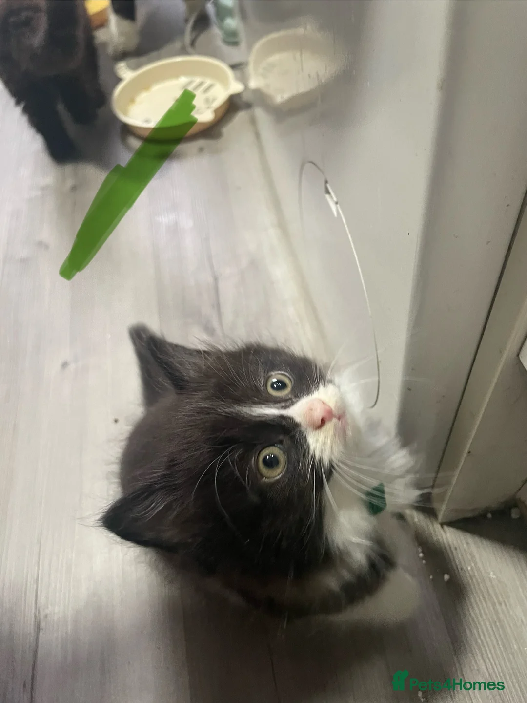 Mixed Breed cats for sale: Mixed litter female and male  - Advert 5