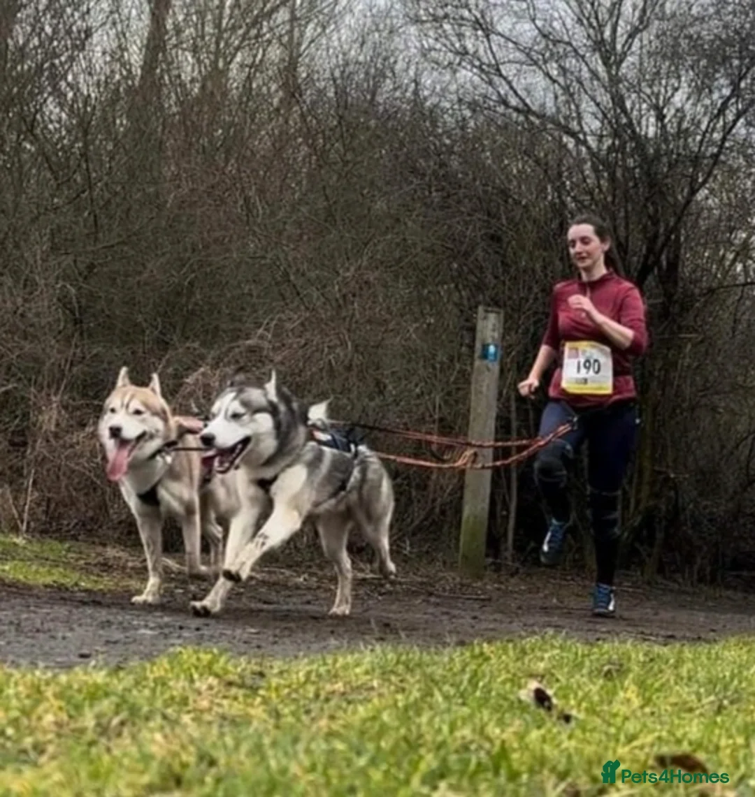 Siberian Husky dogs for stud: DANAMELI TITAN KING - Proven Health Tested Stud in Glasgow - Advert 14