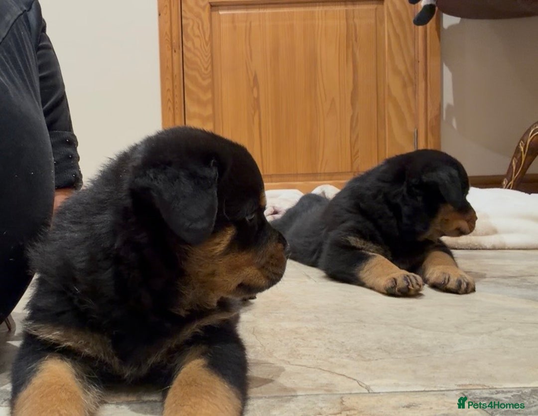 Rottweiler dogs for sale: 2 Big chuncky female Rottweiler puppies - Advert 5