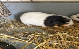 Guinea Pig rodents for sale: Male and female guinea pigs for sale  - Image 2