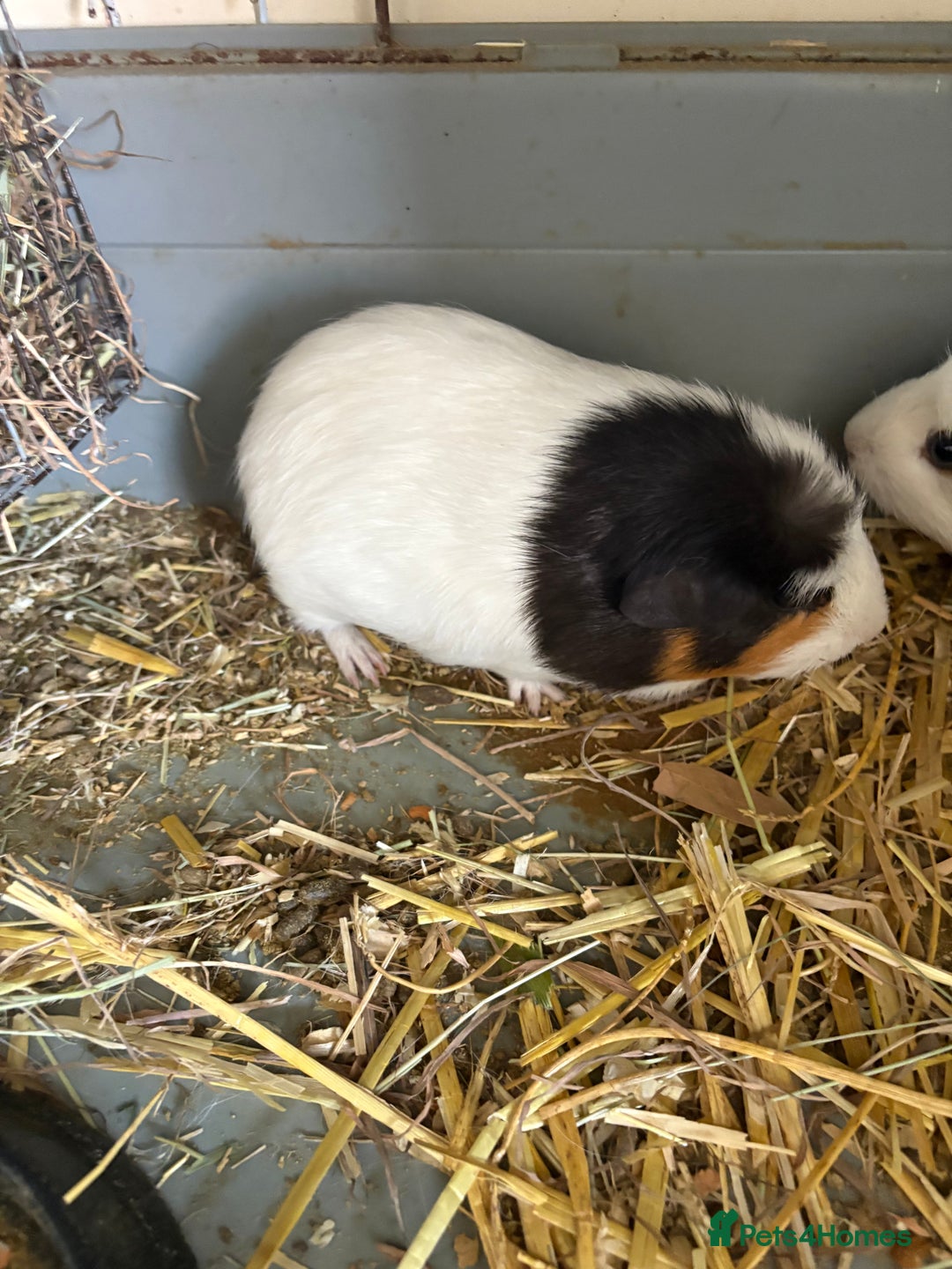 Guinea Pig rodents for sale: Male and female guinea pigs for sale  - Image 2