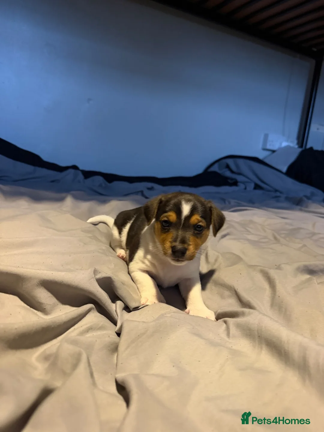 Jack Russell dogs for sale: Jack Russell in Bridgend - Advert 2