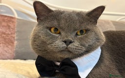 British Shorthair cats for stud: GCCF BSH stud  - Image 4