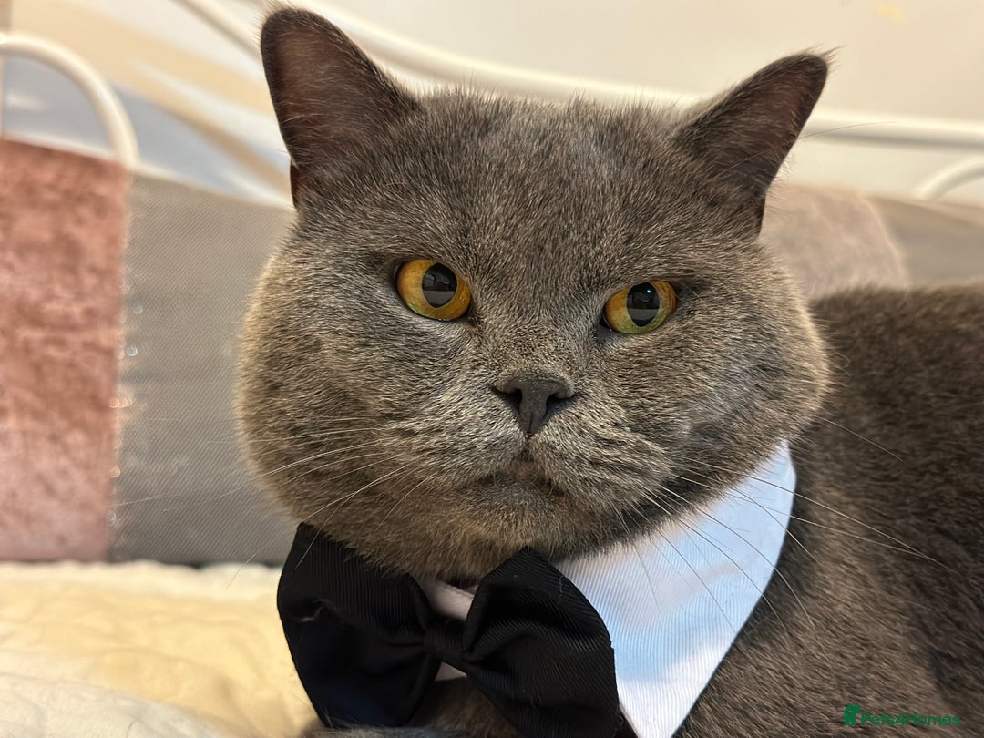 British Shorthair cats for stud: GCCF BSH stud  - Image 4