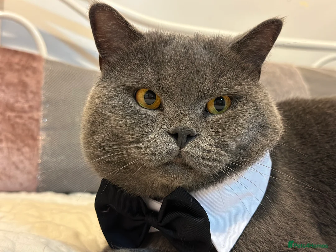 British Shorthair cats for stud: GCCF BSH Stud  - Advert 7