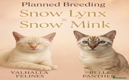 Bengal cats for sale: 🪽 Waiting List Open Snow Bengals 🐆🪽 - Image 2