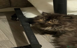 Persian cats for sale: Luxury Persian Kittens -  - Image 2