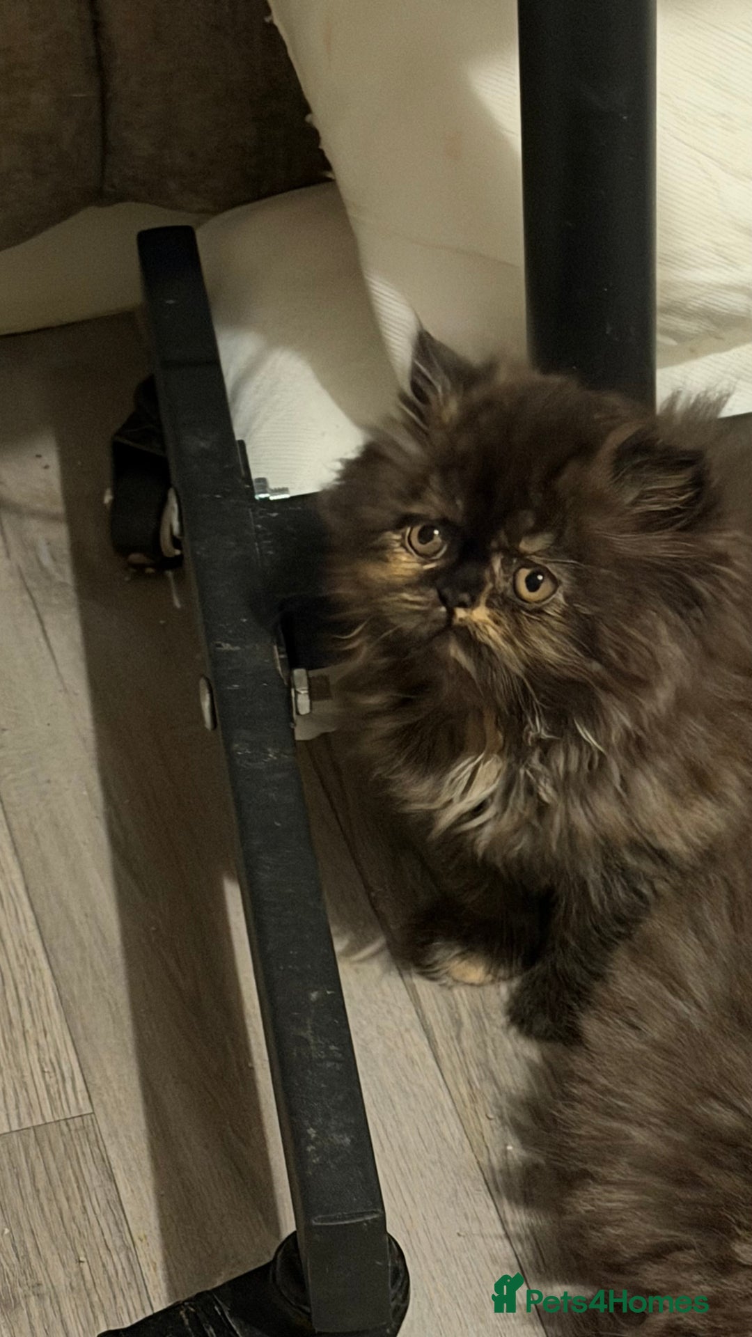 Persian cats for sale: Luxury Persian Kittens -  - Image 2