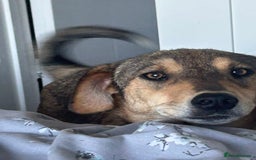 Mixed Breed dogs for adoption: Minnie - Norwich Norfolk  - Image 2