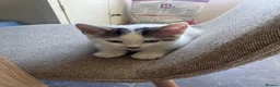 Mixed Breed cats for sale: 3 beautiful kittens ready for homes this weekend  in Liverpool - Advert 4