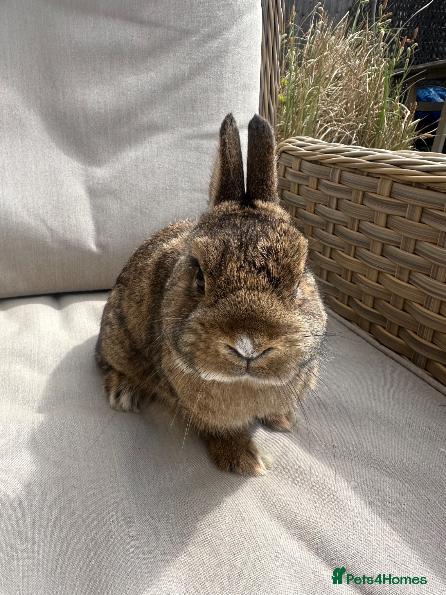 Netherland Dwarf rabbits Lovely Netherland Dwarf baby rabbits. - Advert 1