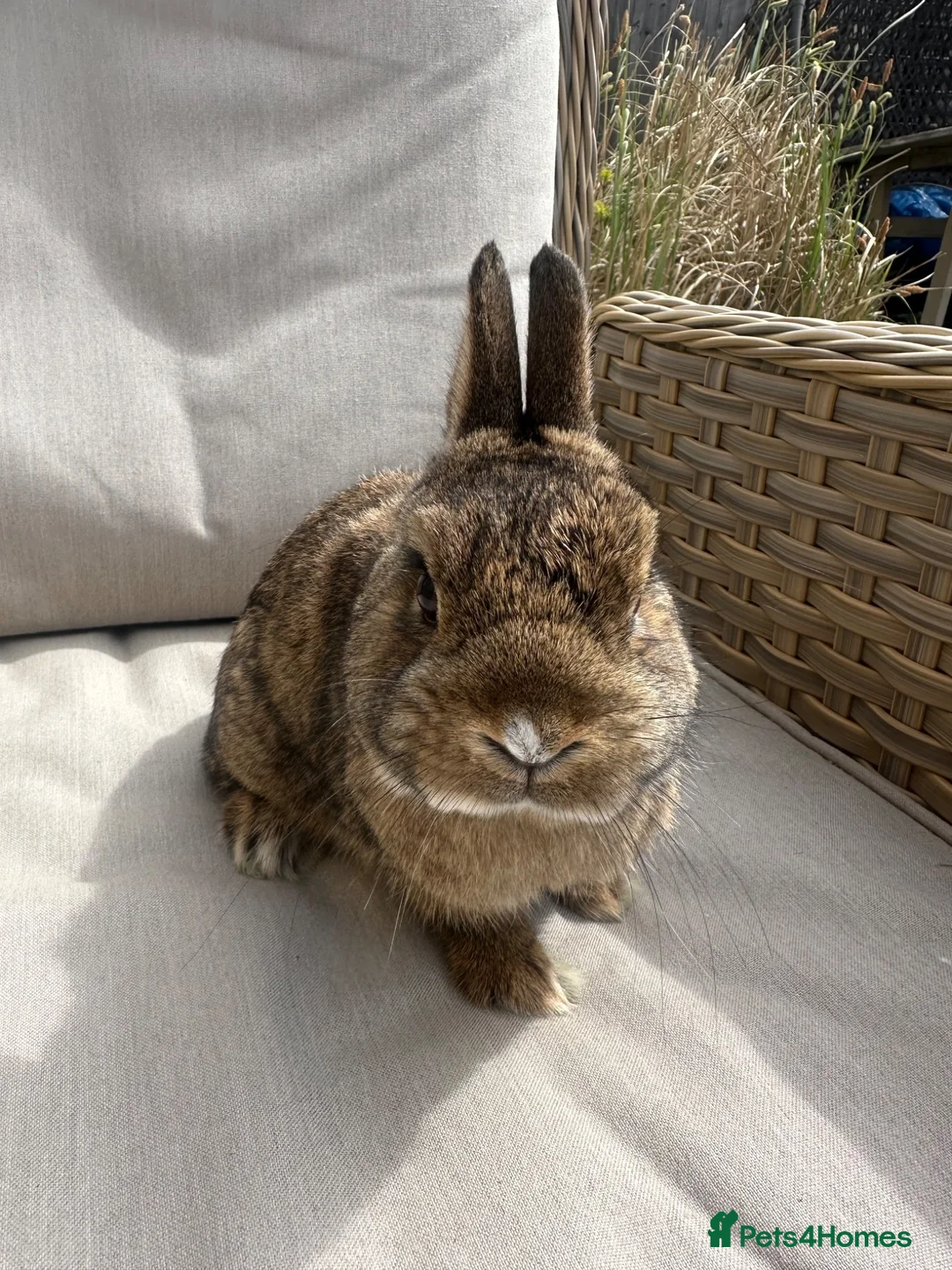 Netherland Dwarf rabbits for sale: Lovely Netherland Dwarf baby rabbits. - Advert 1