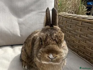 Netherland Dwarf rabbits Lovely friendly Netherland Dwarf buck . - Advert 1